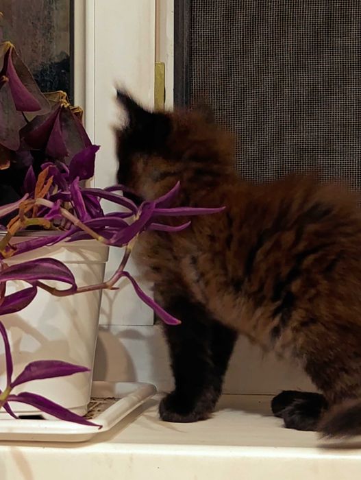 Коричневый котенок