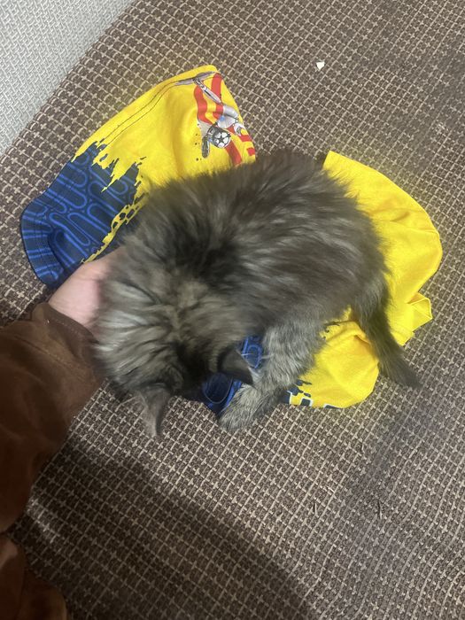 Котик очень красивый