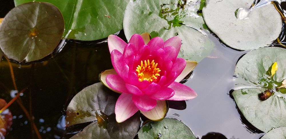 Vand sturioni(aligator,) , crapi koi , butterfly, subunchini si oranda