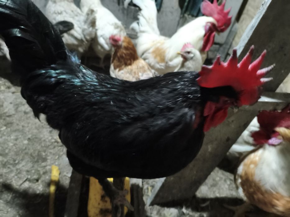 Продам петухов 7000