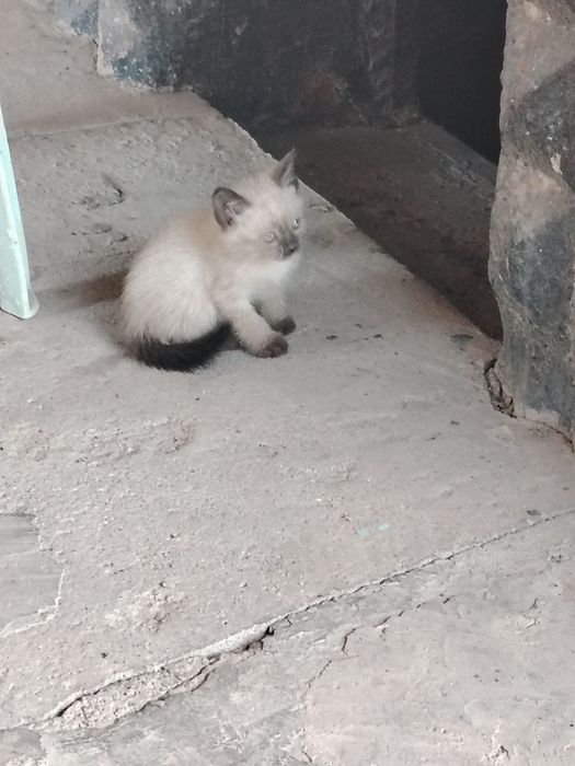 Продам котят породы Таец.