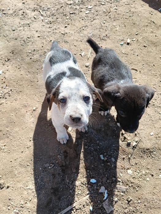 Подам щенков драадхара