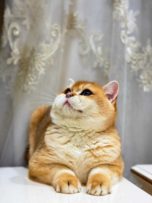 Вязка кошак Mushuk chatishtirish