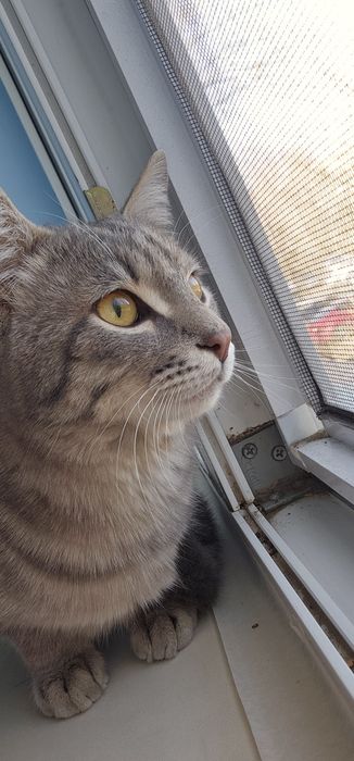 Отдам кота в добрые руки