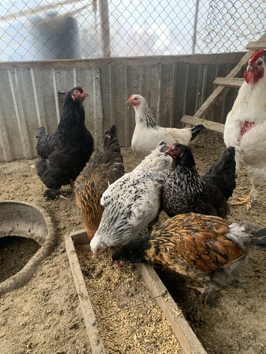 Прадается куры петушки