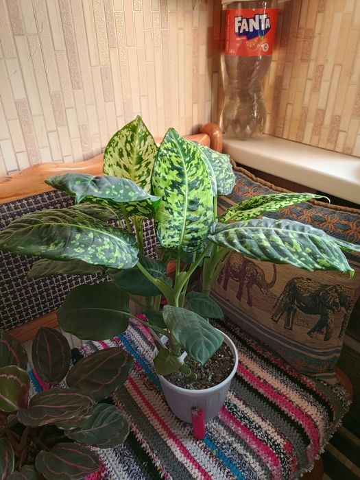 Продам свои комнатные растения