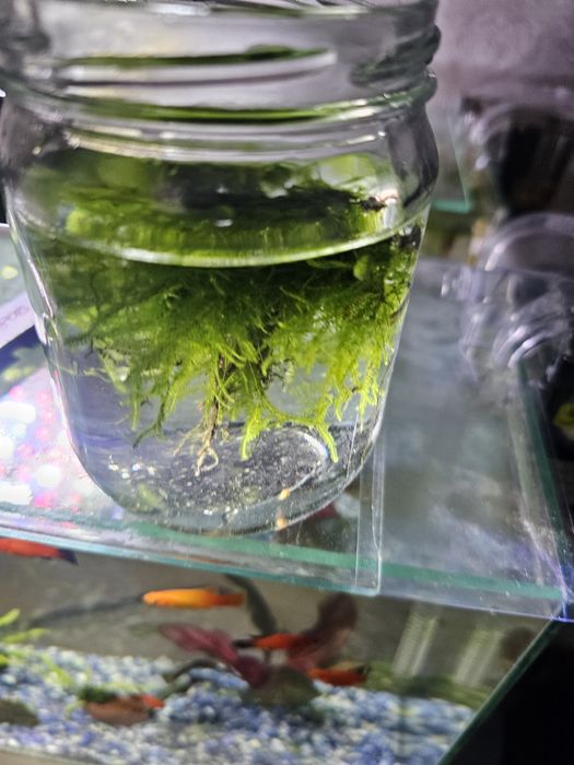 Продам мох феникс