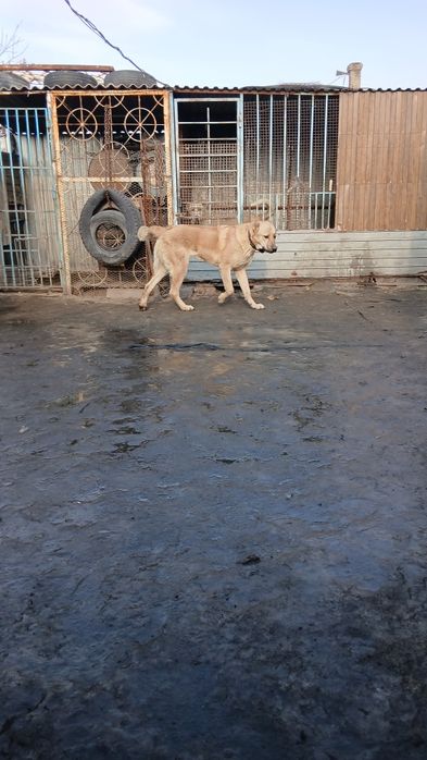 Продам щенка годик.