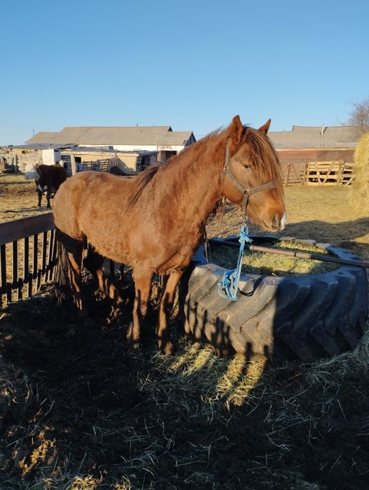 Ладыженка продажа жеребца