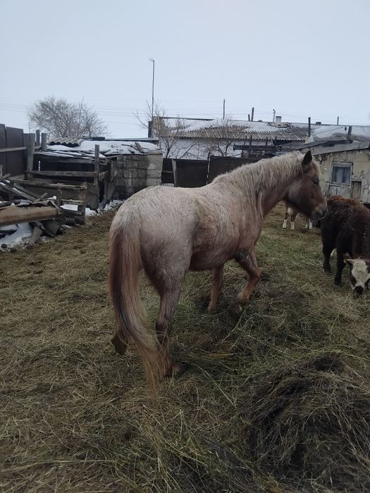 Продам лошадь на откорме