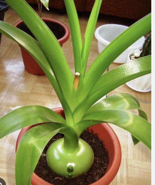 Индийский лечебный лук