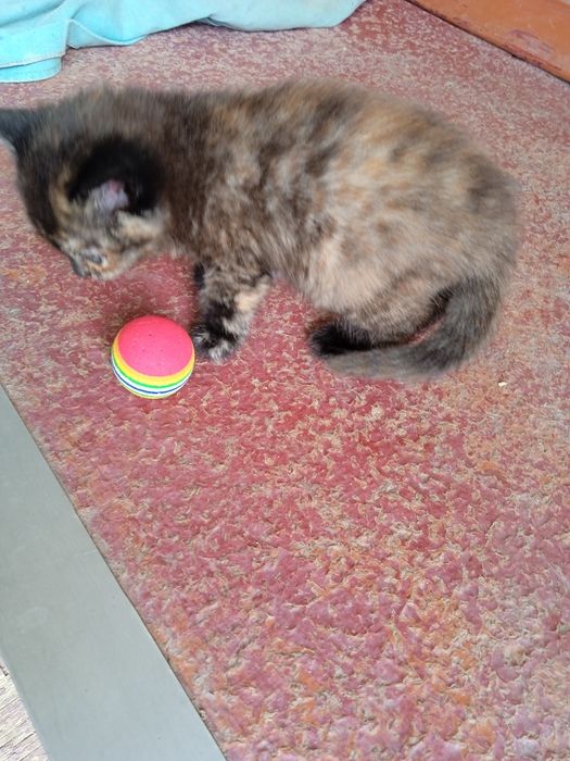 Отдам котят в добрые руки