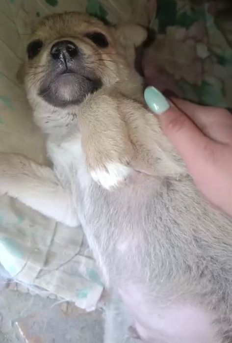 ogʻil bola kuchukcha