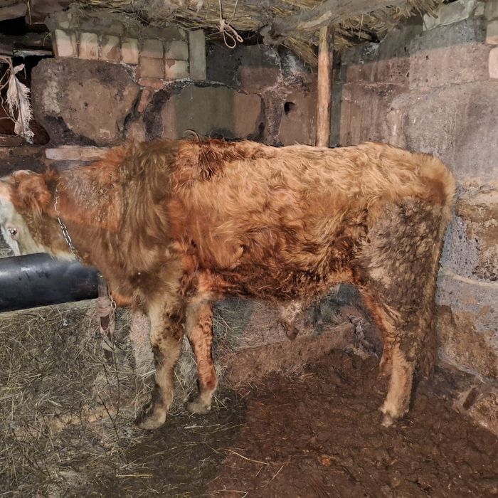 Бұқалар сатылады.