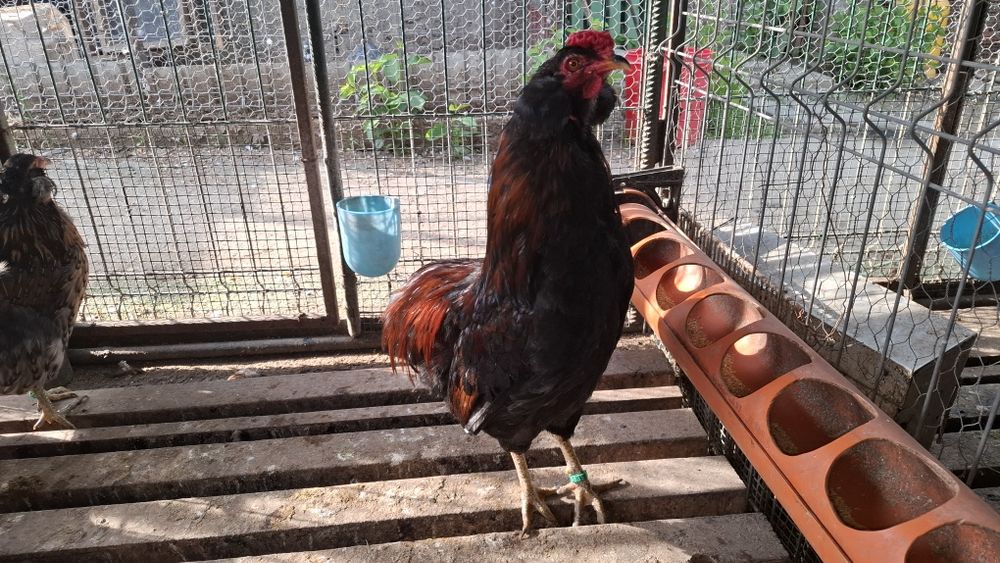 Araucana  potarnichiu salbatic 1+2 din  2025