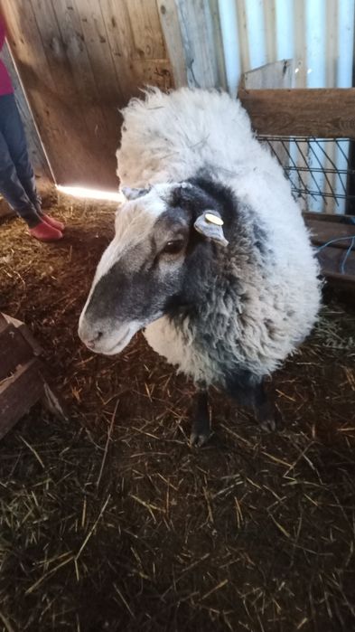 Berbec Romanov de  vânzare