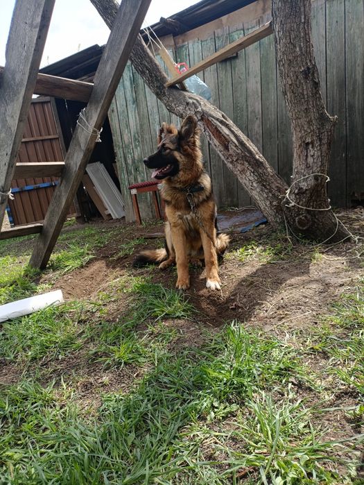 Немецкая овчарка  длино шорстная