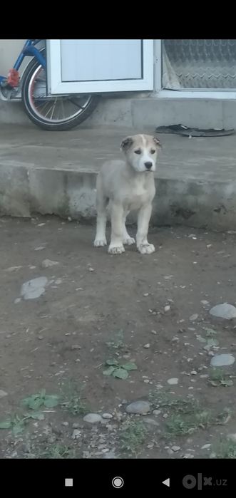 Шеночки алабаев чистокровные