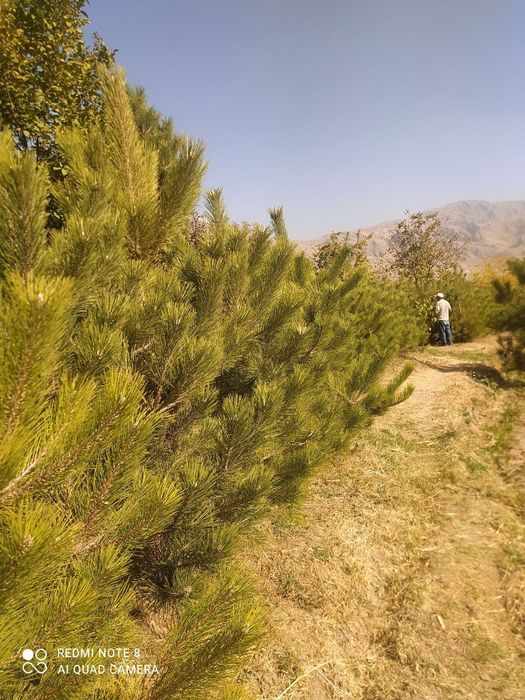 Продам крымские сосны.