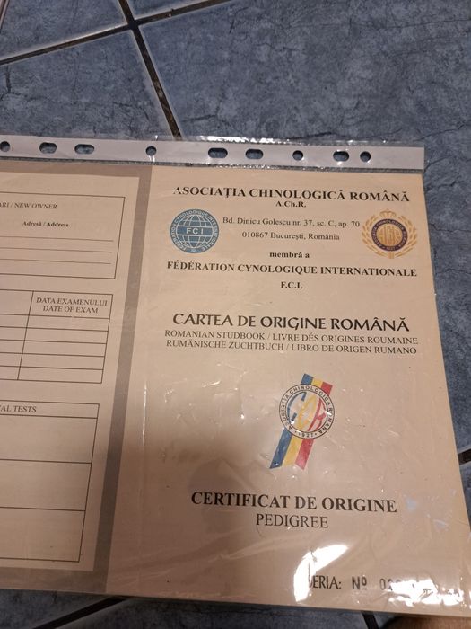 Pug(Moops) de vanzare