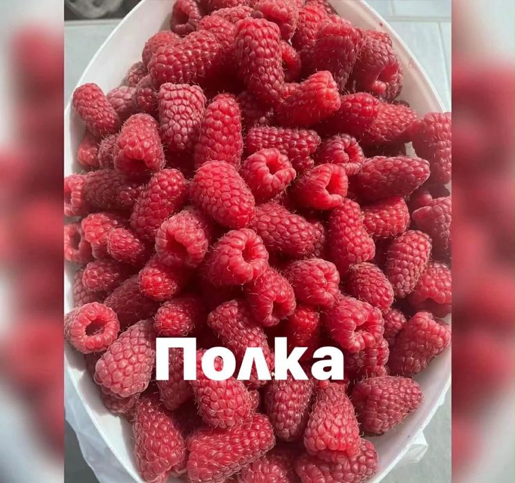 Ягоди и малини разсад