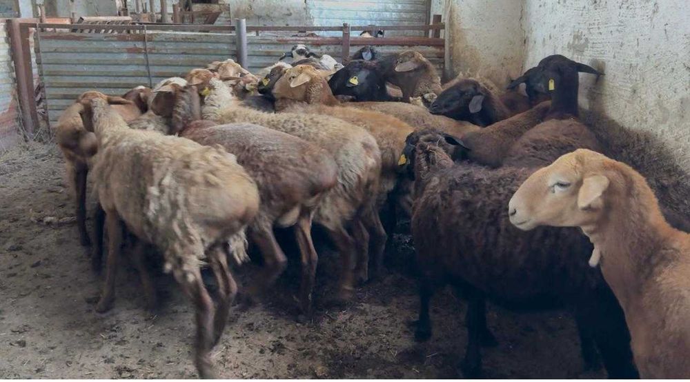 Продам овец, баранов, овцематок.