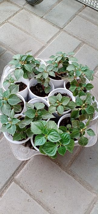 Продам бальзамины на бутонах