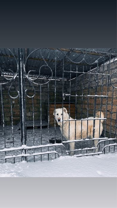 Ұрғашы Алабай сатылады