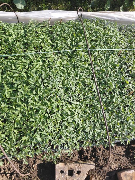 Разсади Домат, Краставици  и Пипер