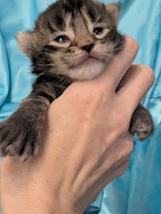 Мейн Кун Полидакт Бронь