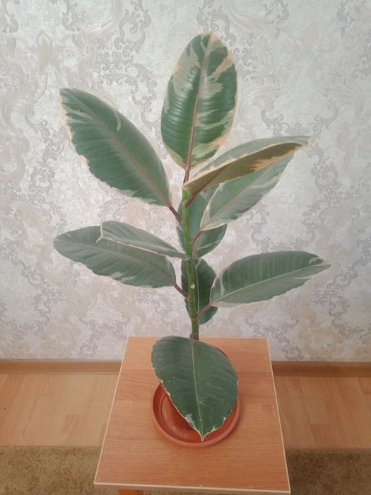 Продаю фикус "Белиз".