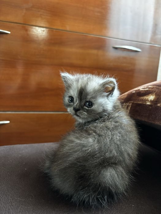 Продам котят, шотландцы