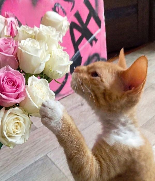 Котенок велюровый сфинкс
