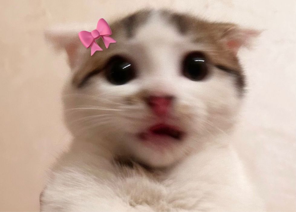 Отдам даром в добрые руки