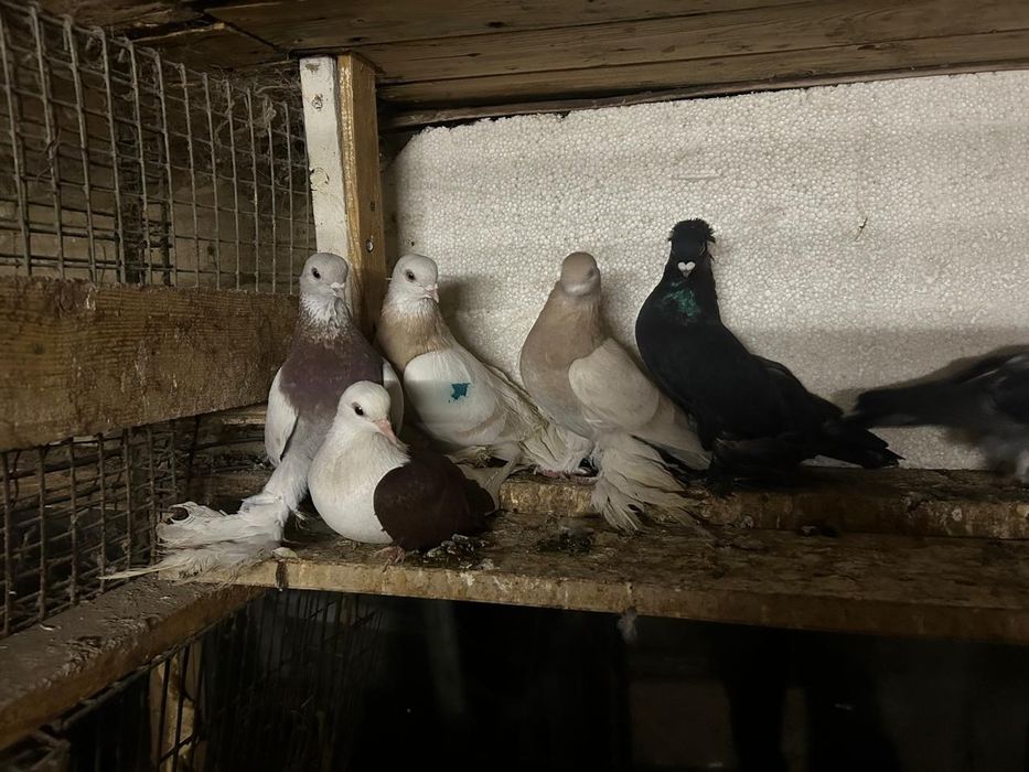 Продам краснобоких парных голубей