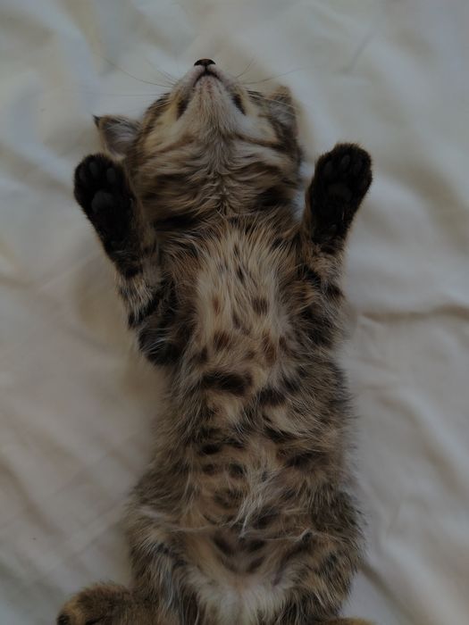Котята очень милые