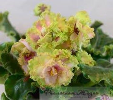 Продаю фиалки и детки