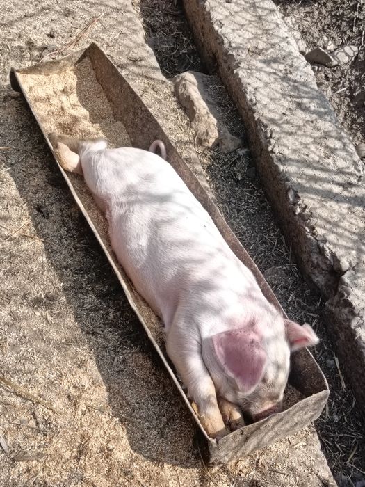 Продам поросят 1 месяц