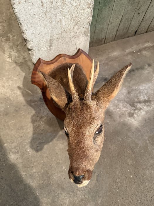 Продавам препариран сръндак