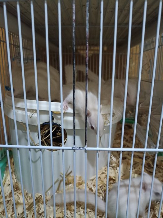 Vînd veverițe siberiene albe și maro , frumoase și jucăușe .