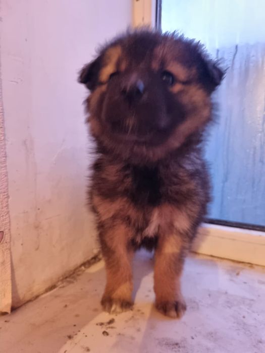 В добрые руки! Щенок(девочка)