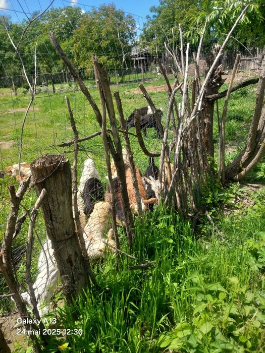 Vând iezi 25 lei kg