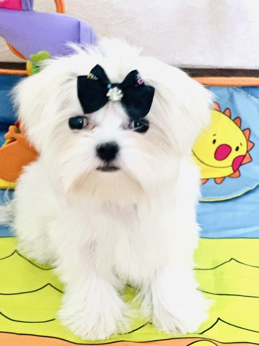 Шикарные мальтезики беби фейс