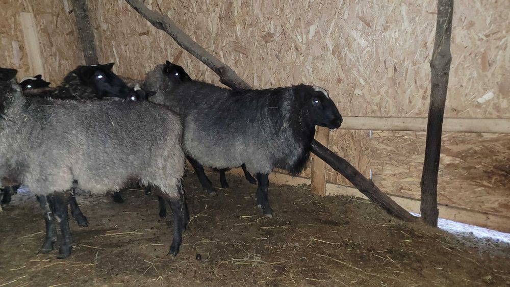 Vând berbec romanov cu varsta de 2 ani