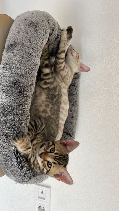 Бенгалски котета