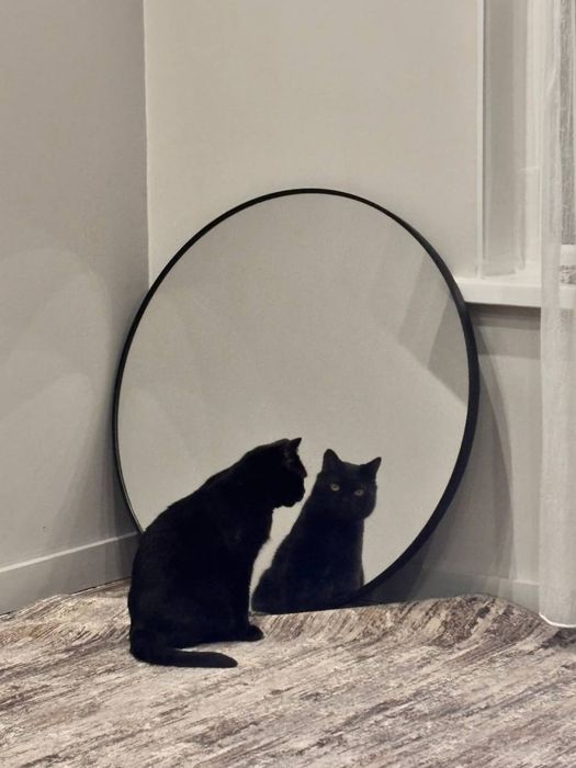 Британец ищет дом