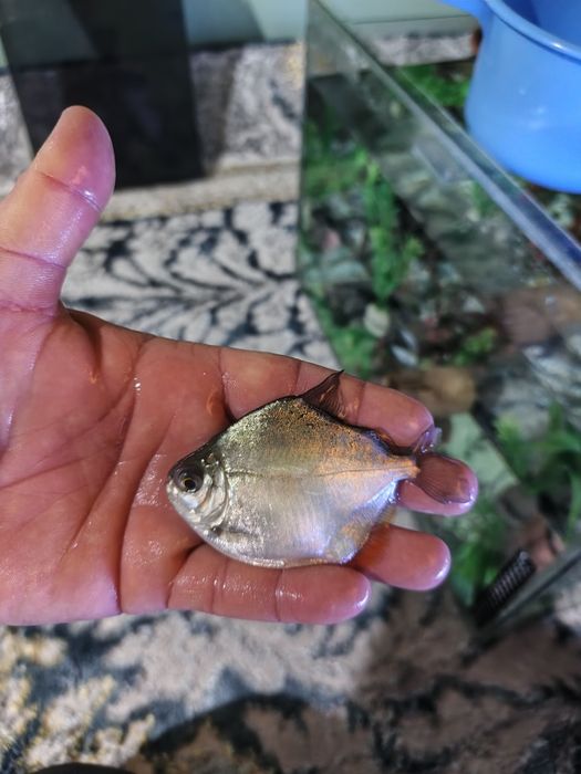 Pirania paku va dollar