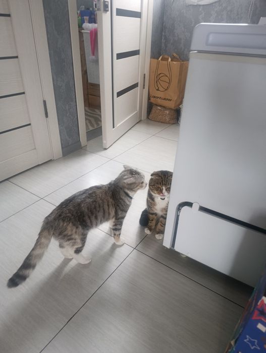 Продам котят вислоухие