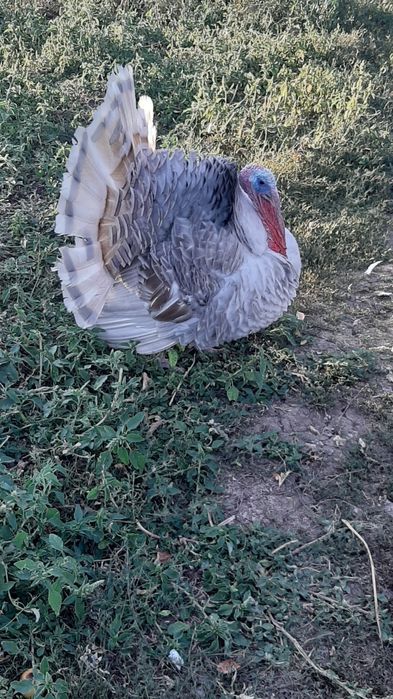 Curcan de vanzare