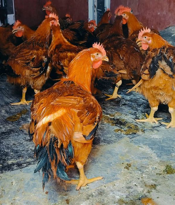 Pui,rate,gaini,Bibilici